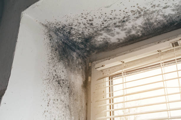 Affordable Basement Mold Removal solutions in Abingdon, IL